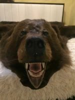 Лот: 14808556. Фото: 4. Ковер со шкуры медведя. Красноярск