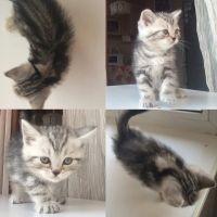 Лот: 7115839. Фото: 2. Котята породы Бритаская (Мальчики... Животные и уход