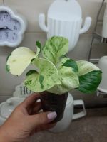 Лот: 17293856. Фото: 2. комнатные цветы. Комнатные растения и уход