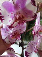 Лот: 12121233. Фото: 3. Орхидея фаленопсис (цветёт). Растения и животные
