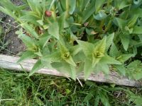 Лот: 13914881. Фото: 3. Шалфей 3. Для дачи, дома, огорода, бани, парка