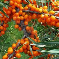 Лот: 16025376. Фото: 3. Иван-чай ферментированный с облепихой... Красноярск