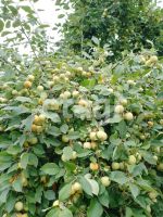 Лот: 25288923. Фото: 4. 1-комн. дача , дачный посёлок... Красноярск