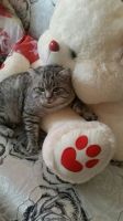 Лот: 8676651. Фото: 5. Ласковый кот ищет дом