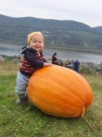 Лот: 25725636. Фото: 2. Тыква. Продукты