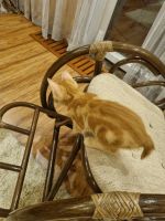 Лот: 19155009. Фото: 6. Котята курильский бобтейл