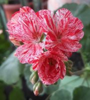 Лот: 19005960. Фото: 2. Пеларгония Peppermint twist. Комнатные растения и уход