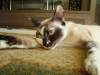 Лот: 3225999. Фото: 6. Кошечка Кася