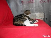 Лот: 9062801. Фото: 3. Вислоухая вискас окрас. Растения и животные