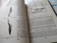 Лот: 18444185. Фото: 10. Карташев Н. Н. Систематика птиц...