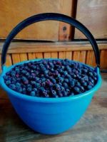 Лот: 25623852. Фото: 2. Ирга шоковой заморозки (свежесобранная... Продукты