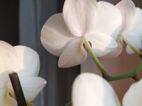 Лот: 17068254. Фото: 3. Орхидея фаленопсис. Растения и животные