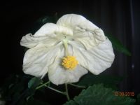 Лот: 5999027. Фото: 2. Абутилон Невеста. Комнатные растения и уход