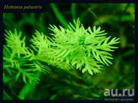 Лот: 11540983. Фото: 4. Хоттония палюстрис (Hottonia palustris... Красноярск