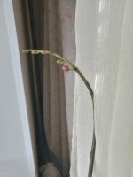 Лот: 20006017. Фото: 4. Орхидея фаленопсис розовый цвет... Красноярск