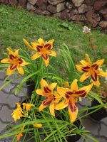 Лот: 23510927. Фото: 6. Лилейник