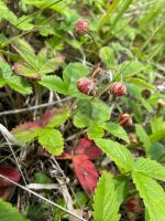 Лот: 25295888. Фото: 7. участок , СНТ Восточное СНТ Восточное...
