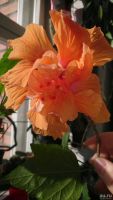 Лот: 17354284. Фото: 2. Гибискус сортовой Fringed Double... Комнатные растения и уход