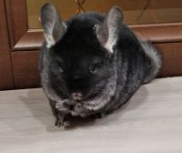 Лот: 16070175. Фото: 3. Прекрасная девочка шиншилла 8... Растения и животные