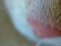 Лот: 13726445. Фото: 6. Экшн камера Xiaomi Yi 4k