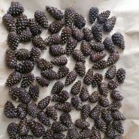 Лот: 18662358. Фото: 2. Цукаты из сосновых шишек. Продукты