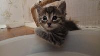 Лот: 17556696. Фото: 2. Котёнок. Животные и уход
