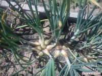 Лот: 5486114. Фото: 2. ЛУК семейный на посадку. Семена, рассада, садовые растения