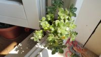 Лот: 4948512. Фото: 3. Аихризон (суккулент)3. Растения и животные