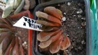 Лот: 13845765. Фото: 6. Хавортия yuelia х truncata (суккулент...