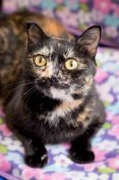 Лот: 9725903. Фото: 3. Кошечка Соня черепахового окраса... Растения и животные