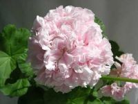 Лот: 9879943. Фото: 2. Пеларгония Granny Barter. Комнатные растения и уход
