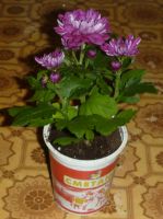 Лот: 4864070. Фото: 2. Хризантема кустовая красная (мододое... Комнатные растения и уход