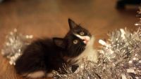 Лот: 2398982. Фото: 2. подарим рождественского котенка. Животные и уход