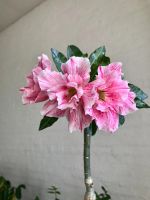 Лот: 17933013. Фото: 2. Адениум Siam Country Rose. Комнатные растения и уход