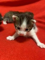 Лот: 18374077. Фото: 6. Котята классные