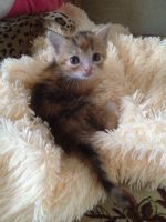 Лот: 11632778. Фото: 3. котёнок девчонка. Растения и животные
