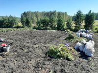 Лот: 16151525. Фото: 3. Картофель деревенский, со своего... Красноярск