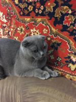 Лот: 8686186. Фото: 5. Шотландские котята