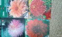 Лот: 13734476. Фото: 4. Сортовые георгины. Красноярск