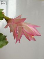 Лот: 14978036. Фото: 3. Декабристы, шлюмбергеры черенки. Растения и животные