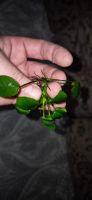 Лот: 25806061. Фото: 4. Аквариумное растение в дар!. Красноярск