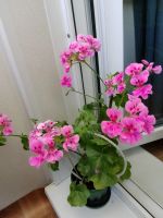 Лот: 25550530. Фото: 2. Пеларгония плющелистная. Комнатные растения и уход