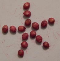 Лот: 3819150. Фото: 4. Семена батата. Сорт Борегард Б-63... Красноярск