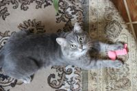 Лот: 8196022. Фото: 6. Котик британец в хорошие руки!