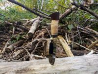 Лот: 13207988. Фото: 4. Нож Бобер. Красноярск