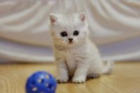 Лот: 13772325. Фото: 3. Британский котенок 1 мес - мальчик. Растения и животные