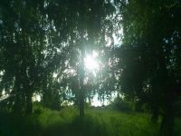 Лот: 5352824. Фото: 7. ДНТ "Тессели" д.Кузнецово участок...