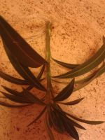 Лот: 7408455. Фото: 2. Олеандр черенки 2. Комнатные растения и уход