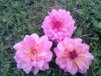 Лот: 7516355. Фото: 2. Георгины. Семена, рассада, садовые растения