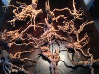 Лот: 15131409. Фото: 3. Коряга натуральная корень сакура... Растения и животные